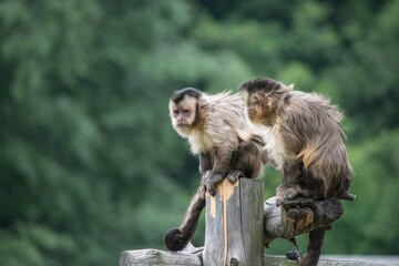 Monkey. The wild nature.
