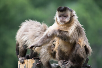 Monkey. The wild nature.
