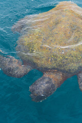 Photo from above of a sea turtle swimming near the sea surface