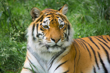 Plakat Tiger. The wild nature.