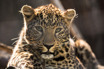 Fototapeta na wymiar Leopard. The wild nature.