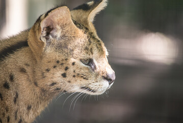 Lynx. The wild nature.