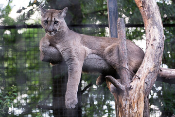 Cougar. The wild nature.