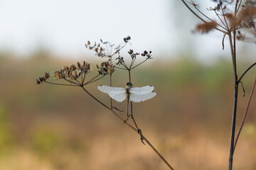 Dragonfly. Nature