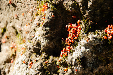 Colony of soldier bugs crawling live on stone with moss. Lot of wingless redbugs crawl on stone surface. Pyrrhocoris apterus in garden.