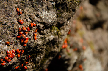 Colony of soldier bugs crawling live on stone with moss. Lot of wingless redbugs crawl on stone surface. Pyrrhocoris apterus in garden.