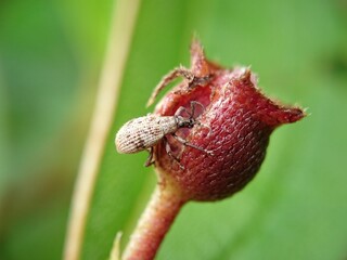 macro of a strawberry