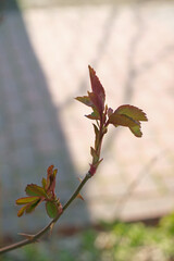 red leaves in spring