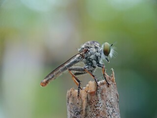 dragonfly on a leaf