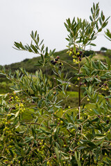 New Zealand - Whihiki Island
