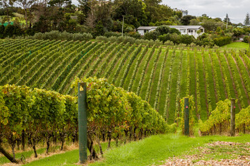 New Zealand - Whihiki Island