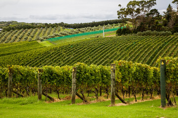 New Zealand - Whihiki Island