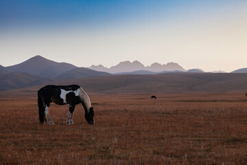 Troupeau de chevaux au Kirghizistan