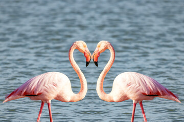 Two pink flamingos making a heart shape for valentine's day