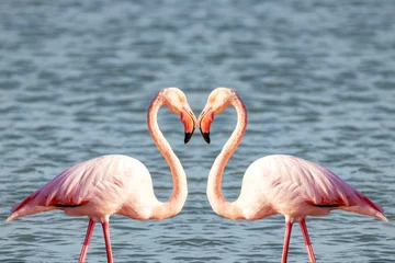Fensteraufkleber Two pink flamingos making a heart shape for valentine's day © Alfredo