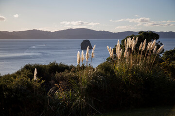New Zealand - Whitianga - Coromandel