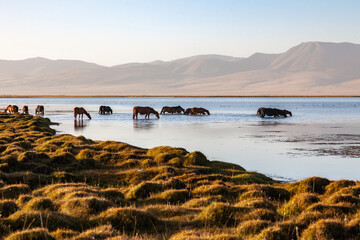 troupeau de chevaux s'abreuvant dans le lac Son Kul