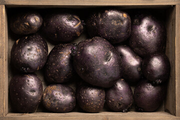 Raw vitelotte violet potatoes in wooden box