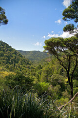 New Zealand- Pihi Waterfall