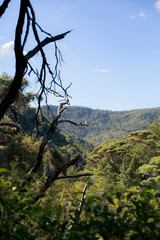 New Zealand- Pihi Waterfall