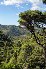 New Zealand- Pihi Waterfall