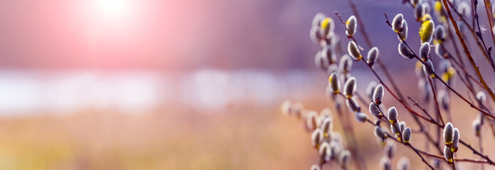 Willow branches with catkins near the forest and river at sunset. Easter background © Volodymyr