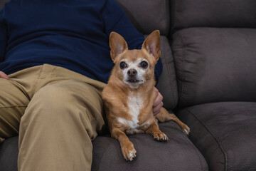 Chihuahua dog chilling on the sofa with his owner. Lifestyle and relaxation concept
