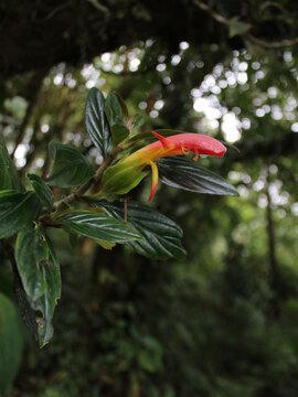 Flower of the wild gesneriad Columnea lepidocaulis from the cloud forests of Costa Rica