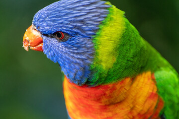 Portrait of a parrot with a blue head