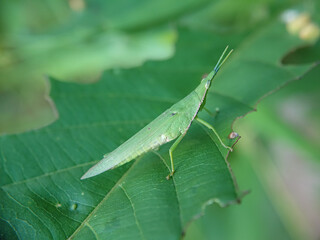grasshopper on leaf