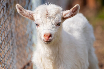 Obraz premium Little white goat on a farm near the fence