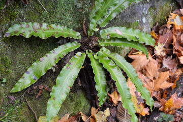 Fototapeta na wymiar In the wild, fern Asplenium scolopendrium grows
