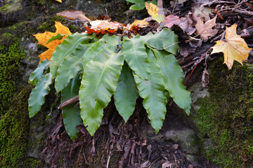 In the wild, fern Asplenium scolopendrium grows