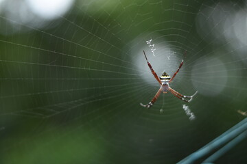 spider on web