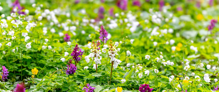 Flowers corydalis in the forest on the lawn, spring flowers in the forest
