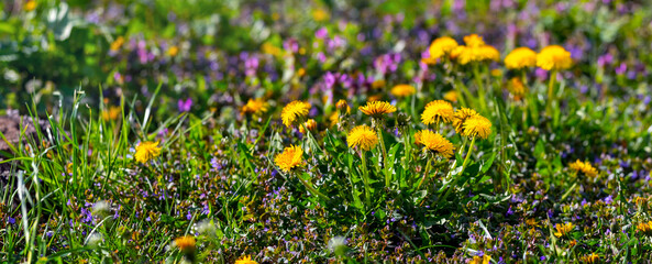 Yellow dandelion flowers among purple nettle flowers. Blooming wild flowers
