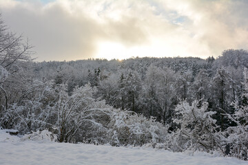 Early morning sun in the forest with snow