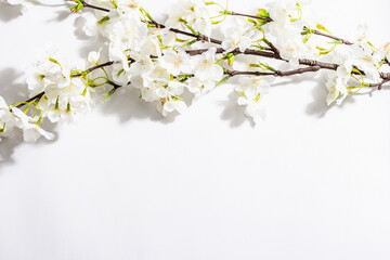 Blossoming cherry twig isolated on white background. Amazing spring blossom, Easter concept