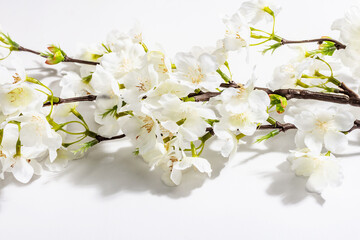 Fototapeta na wymiar Blossoming cherry twig isolated on white background. Amazing spring blossom, Easter concept