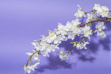 Blossoming cherry twig isolated on purple very peri background. Amazing spring blossom, Easter concept