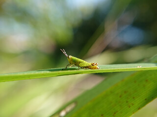 grasshopper on a leaf