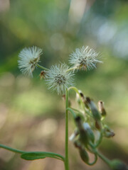 Obraz premium thistle flower in spring