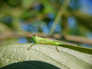 grasshopper on a leaf