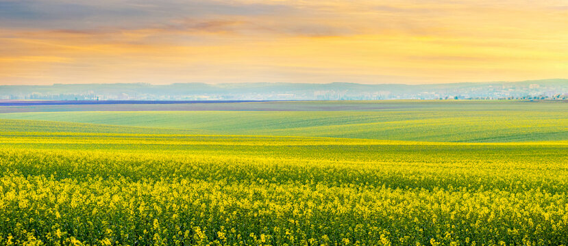 Rapeseed field with yellow flowers and picturesque sky at sunset