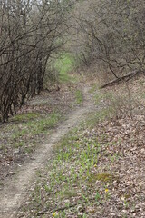 path in the woods