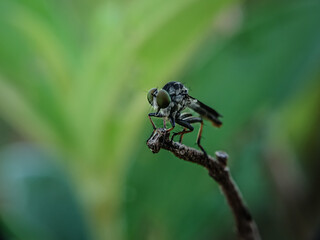 dragonfly on a leaf