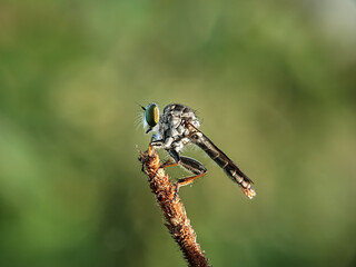 close up of a dragonfly