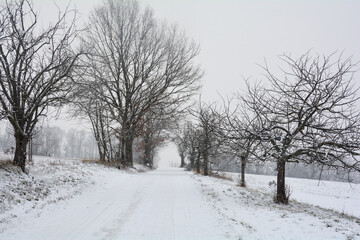 Obraz premium A snowy way through trees in heavy snowfall