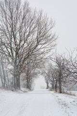 Obraz premium A snowy path through trees in heavy snowfall