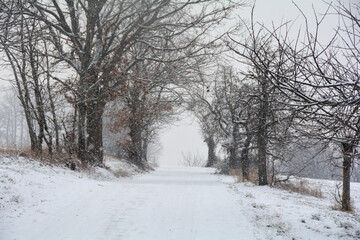 A snowy street through trees in heavy snowfall